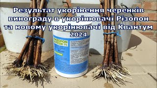 Результат укорінення черенків винограду в укорінювачі Різопон та новому укорінювачі від Квантум 2024