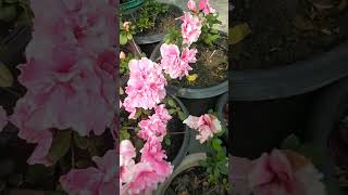 #azaleas #azalea #youtube shorts #garden #viral #flowers #shorts