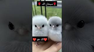 Subhanallah Mashallah ❤️❤️🌹#viralshort #Beautiful Birds #shorts