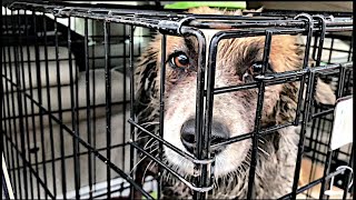 Abandoned Collie: SOS!