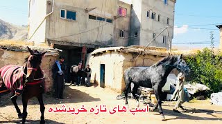 دو راس اسپ تاز خریداری شده ریس‌ص فواد وفیاض جان حاجی صاحب ایوب بای به بدخشان رسید،مبارک