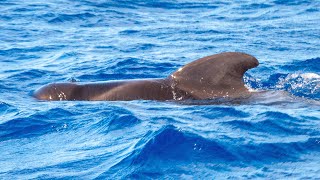 Tenerife Whale Watching Boat Tour