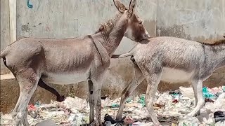 Коні Ваговози.Жеребець на Паровку.Привезли лошицю з Бачача.Коні Тернопільщини🔥🔥🔥21 September 2023