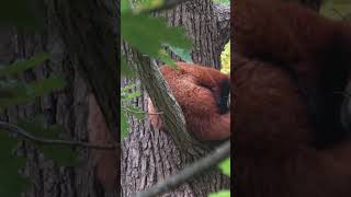 Amazing Facts About Red Panda #shorts #short #redpanda