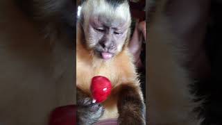 A monkey and a lolipop!!🤗🤗.So darn cute!!!