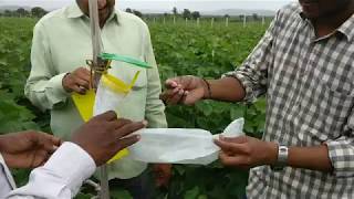 Pink bollworm Management in Cotton