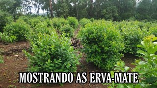 Mostrando as ervas-mate!