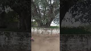 Giant tree 😲| #trending #viralvideo #viral #gujrat #trendingshorts #pakistan #trend #shrine