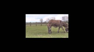 New Donkey Foal at The Donkey Sanctuary