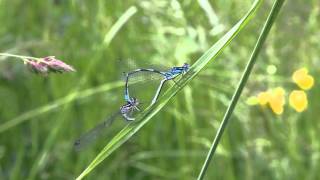 Dragonfly  breeding