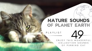 2 hours of pleasant natural sounds - purring cat