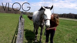 Free Lunging & Hanging out with Luna | VLOG