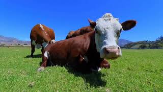 Why Some Cows Can Be SUPER Aggressive!