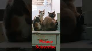 Love for treat #trending #cutecatvlog #viral #Pakistanicat #Indian cat vlog #funnycatfight #catlover