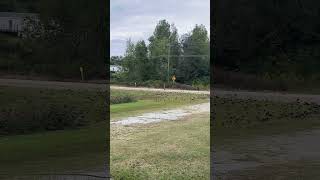 Wow! Look at the birds!! #shortvideo #blackbirds  #perryhillfarms