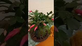 Christmas Cactus 🌵 new blooms #plants #shorts #cactus #christmascactus