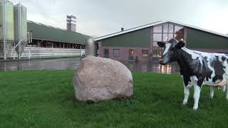 Dairy Farm  in  Germany for cows Dairy Farm Shed design and Feeding