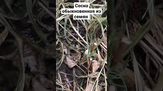 Сосна из семени спустя полгода