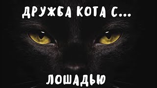 Дружба кота и лошади... И так бывает!