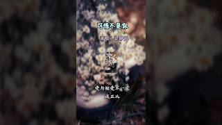 爱与被爱不一定成正比 #流行音樂 #经典老歌 #音乐分享 #怀旧金曲 #情感