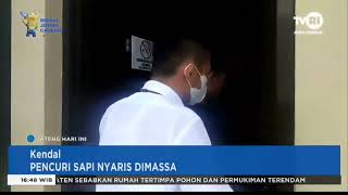 Pencuri Sapi Nyaris Dimassa