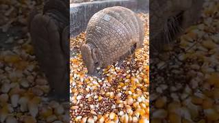 Curiosidades de los Armadillos que no sabias #IncreibleNaturaleza #AnimalesSorprendentes #armadillo