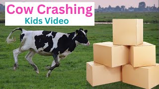 Crazy Cow Crashing |Cow video | Humpty Dumpty, Wheels on the Bus, Hickory Dickory Dock Nursery Rhyme