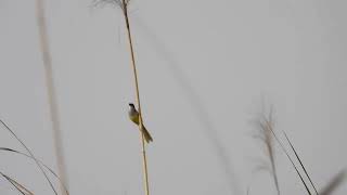 Yellow bellied prinia