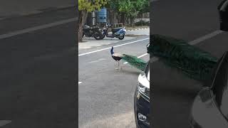 Peacock At MnitJ #peacock #mnitjaipur #campus #sightseeing #jaipur