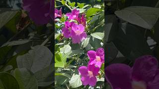 Bignonia  magnifica vine flowers || Home Gardening | #flowers #gardening #youtubeshorts