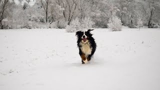 Bernese Mountain Dog and Earthdog Trials