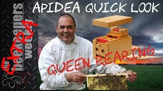 Queen Rearing Apidea Beekeeping Weekly