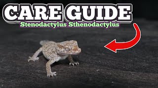 ULTIMATE 2024 Dwarf Sand Gecko | CARE GUIDE