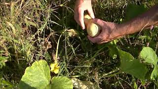 UNBELIEVABLE  No EFFORT Backyard Gardening | No Till