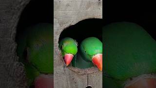 Funny Talking Parrots in Breeding Box