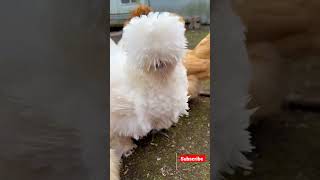 Amazing birds #babyshorts #viral #shortvideo #ytshorts