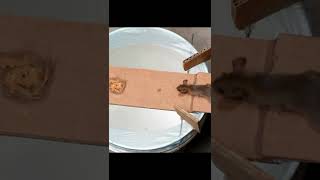 Best Mouse/Rat Trap Bucket DIY  #shorts #mousetrap #rattrap