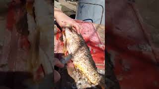 Carp Fish Cutting || Чистка карпа  #shorts