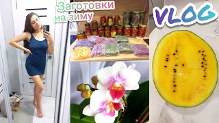 Домашний VLOG👩‍👦‍👦Обновки👗Заготовки на зиму🥫Мои орхидеи🌸Перебрала обувь👢Жарю карася🐟Жёлтый арбуз 🍉