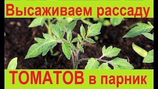 Удачное соседство для томатов на грядке! Горький перец - и защита и пряный вкус для помидоров!