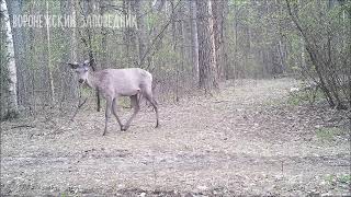 Олени отращивают рога. Воронежский заповедник