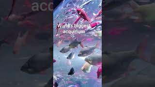 World's biggest aquarium #fishvlogs #fish #sea #viral #trending #fishaquarium