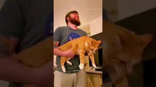 Funny Animals 2023 😂 - Funniest Cats and Dogs video 🐱 🐶  #shorts