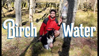 How to Tap Birch Sap | Making Birch Gin, Birch Syrup & Toffee / Folk History & Benefits