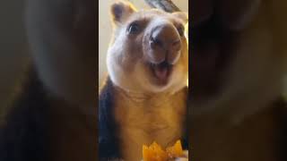 #Matschie's #tree-#kangaroo Dendrolagus# matschiei #Lumholtz's#-kangaroo#Tenkile