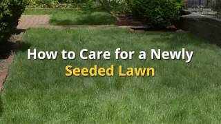 How to Care for a Newly Seeded Lawn