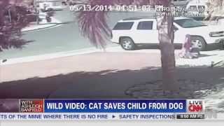 Hero Cat Saves Young Boy From Dog Attack. 13.05.2014