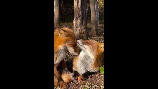 🎉 Bienvenue sur notre chaîne dédiée aux moments les plus hilarants et attendrissants des animaux ! 🐾