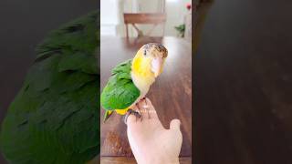 🤣🦜Playing with My Baby Caique Parrot | Baby Cheshire, the mischievous Caique