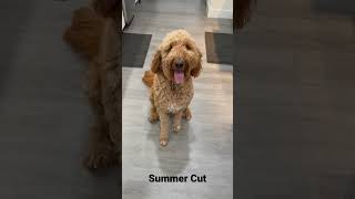 Summer Cut (GoldenDoodle Style)